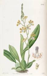 Solenidium lunatum (als syn. Oncidium lunatum)